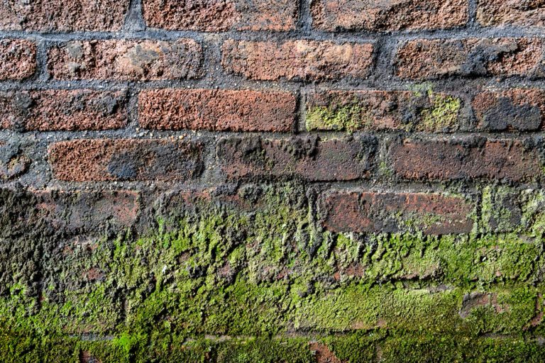 How To Manage Algae Growth On Walls: Professional Guide